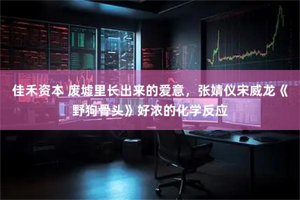 佳禾资本 废墟里长出来的爱意，张婧仪宋威龙《野狗骨头》好浓的化学反应